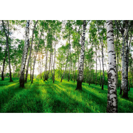 Consalnet Landscapes Фотообои флизелиновые 100x100 см. (14175V)