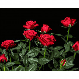 STRATEG Картина за номерами ПРЕМІУМ Яскраві червоні троянди на чорному фоні розміром 40х50 см AH1051
